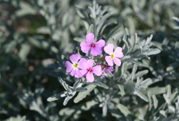 Flora e Vegetação