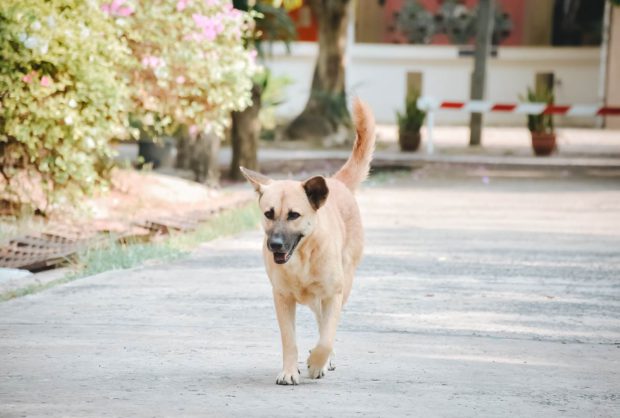 Encontrou um Animal?