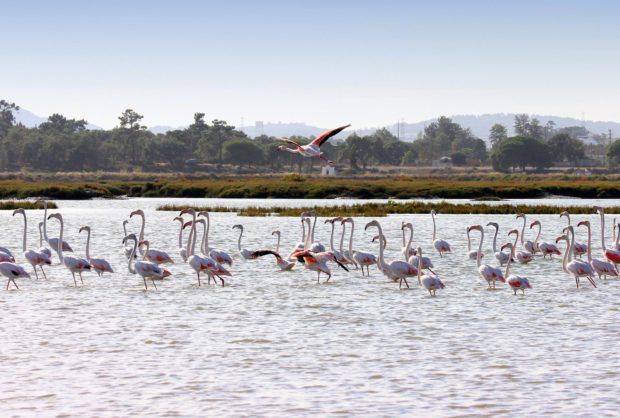 Aves Aquáticas