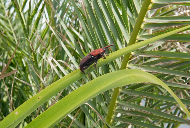 Escaravelho Vermelho da Palmeira