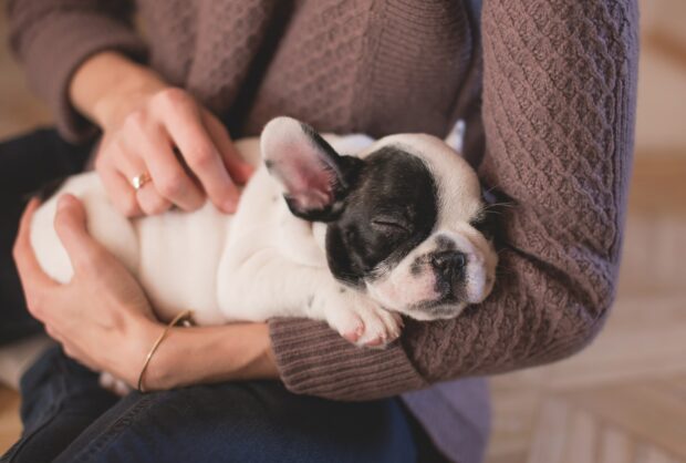 Assistência Responsável a Cães e Gatos