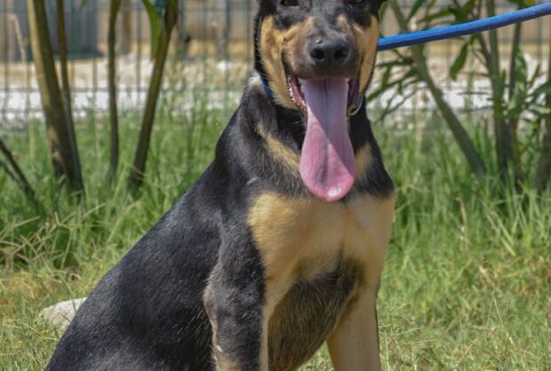 Nilo